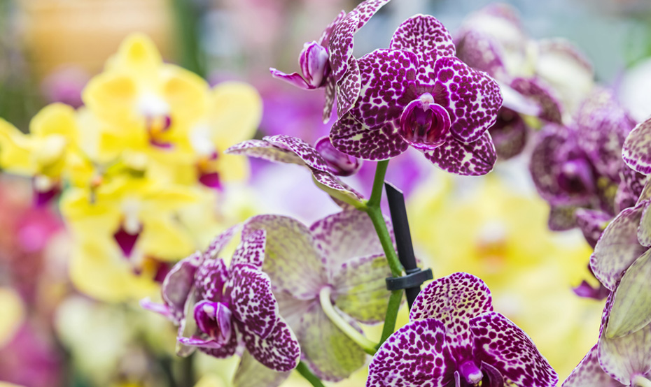 Verschiedenfarbige Orchideen