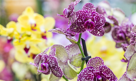 verschiedenfarbige Orchideen