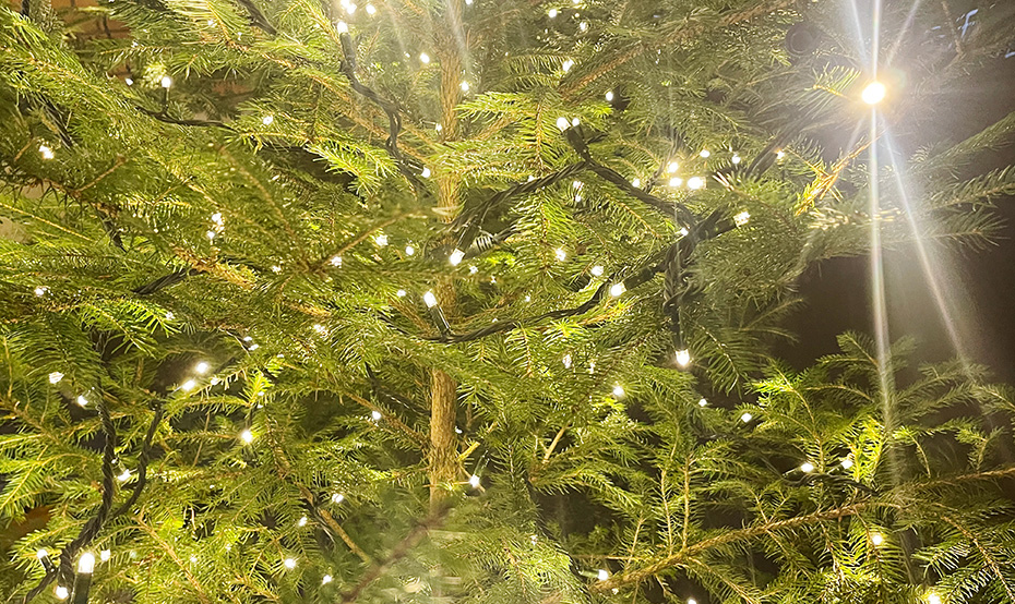 Südhang Weihnachtsbaum mit Lichtern